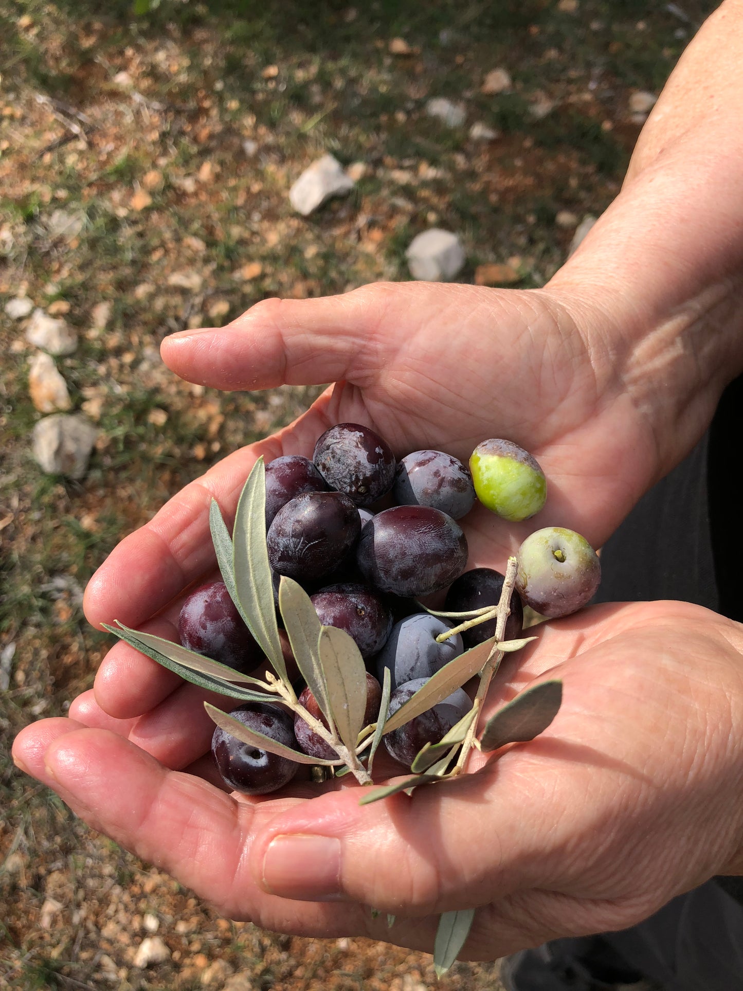 Freshly picked Greek olives and leaves cradled in two hands – Kores Estate harvest for Olive Crate’s artisan extra virgin olive oil.