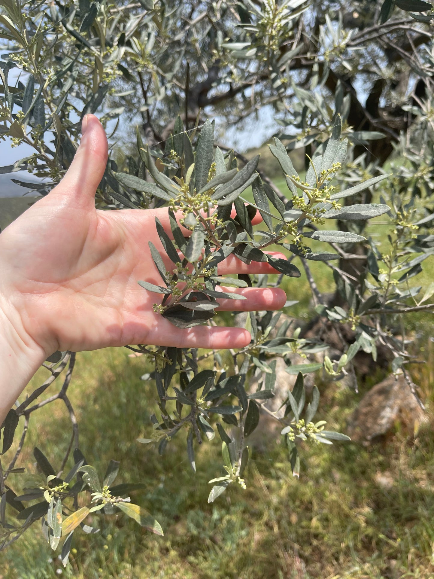 a hand cradling an olive branch with baby Manaki olives