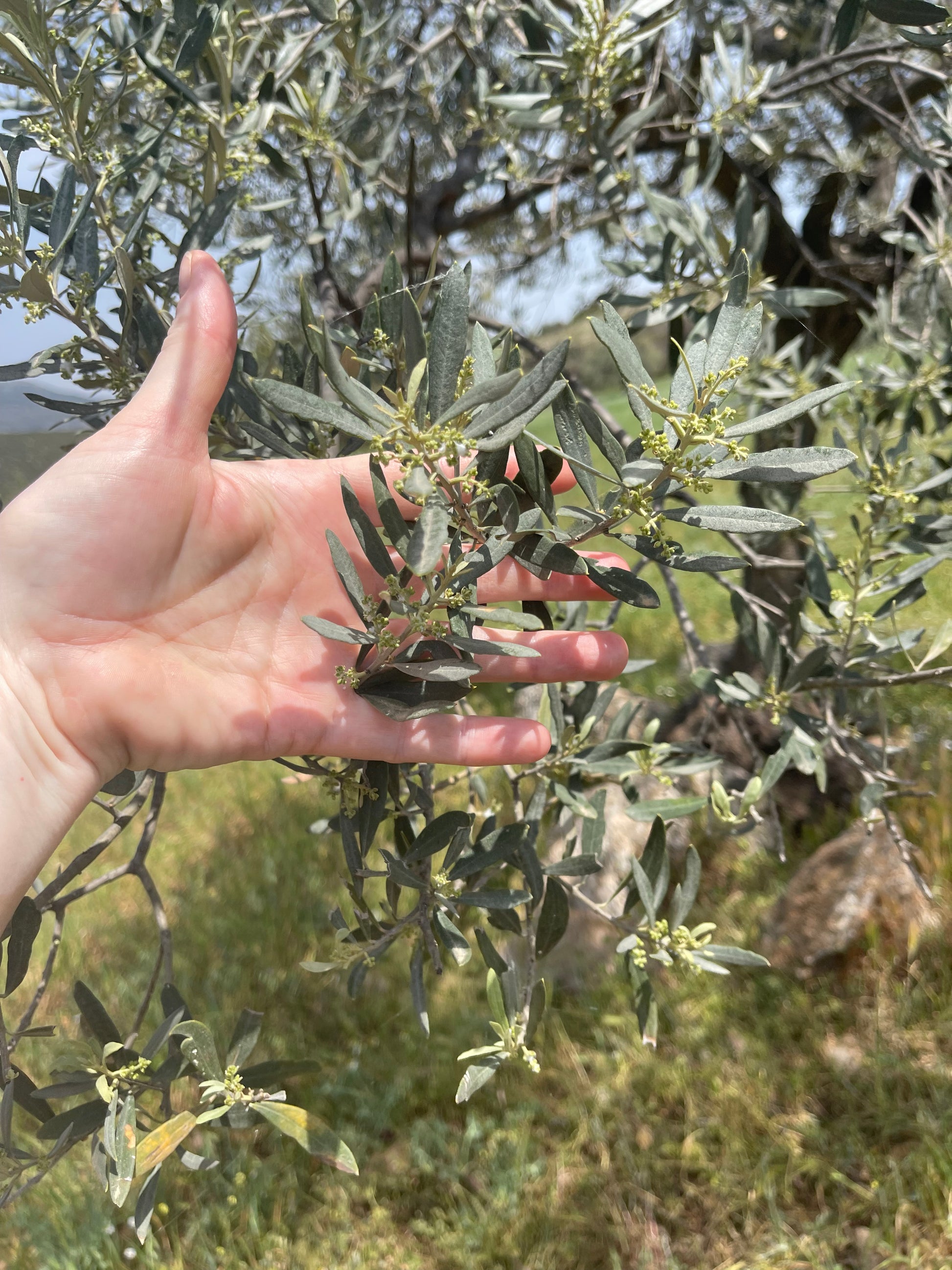 a hand cradling an olive branch with baby Manaki olives