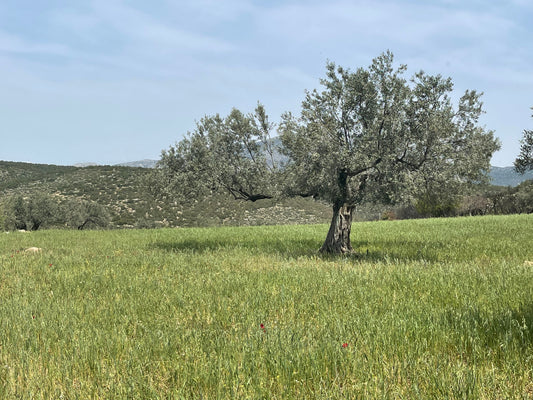 Good to Be Greek — We Sat Down with Anna Prokos to Talk Olive Oil, Family, and the Kores Estate - Olive Crate